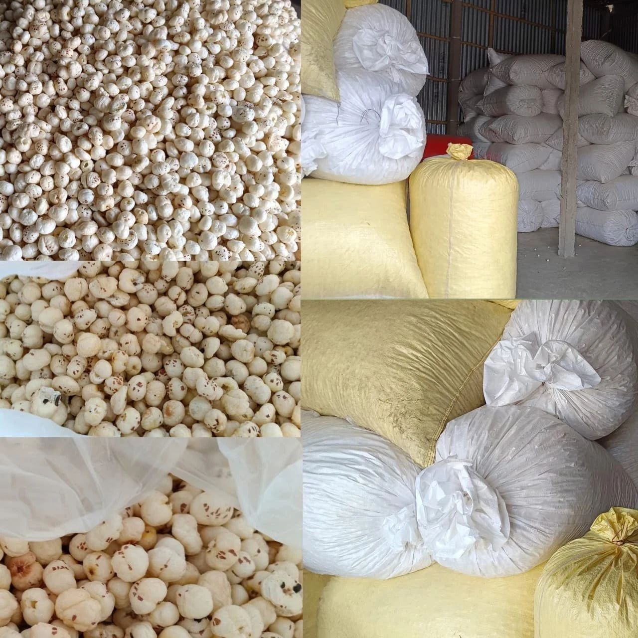 Popped makhana kernels alongside bulk storage sacks prepared for wholesale supply