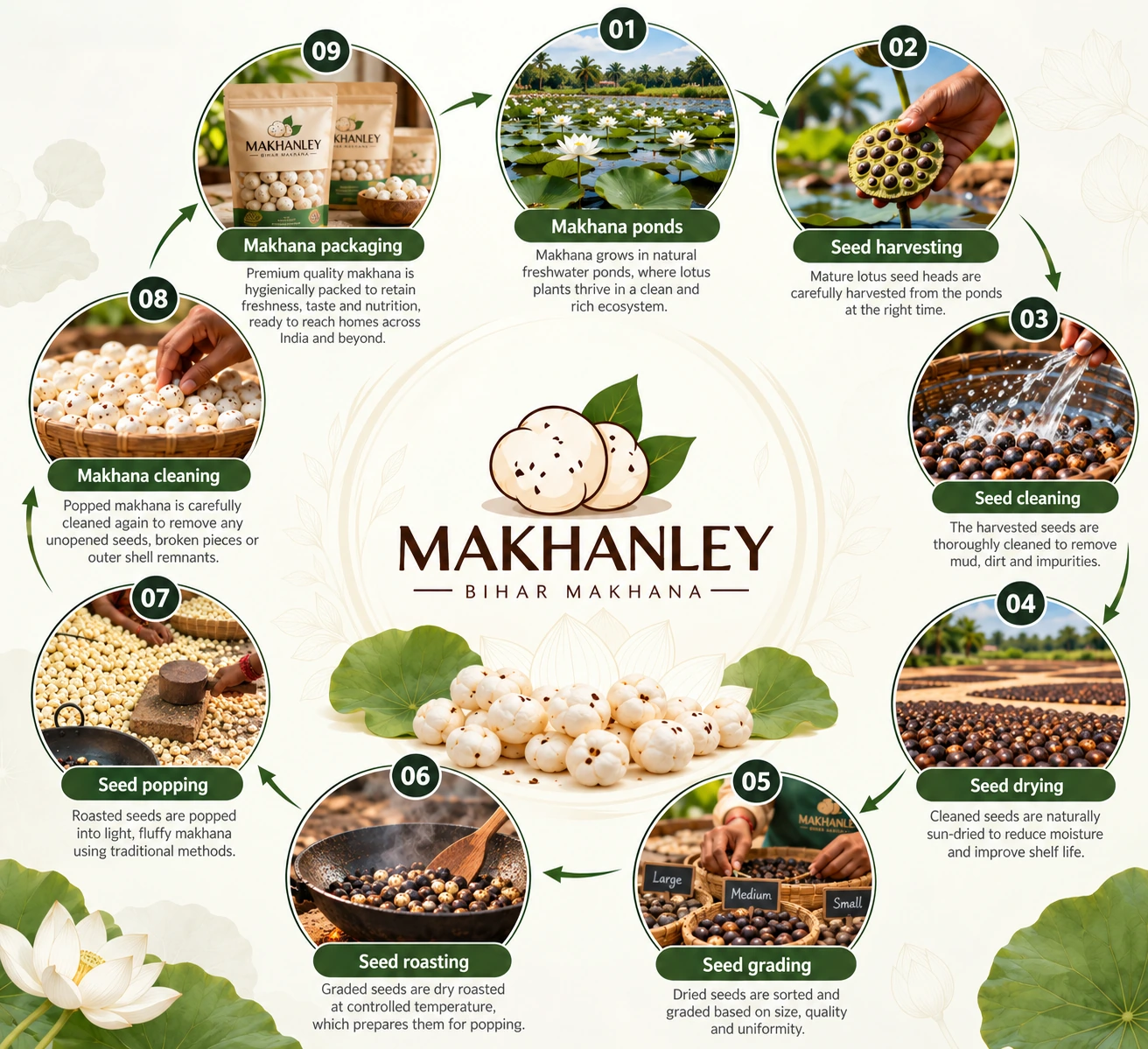 Illustrated journey from makhana ponds and seed harvesting through processing and packaging